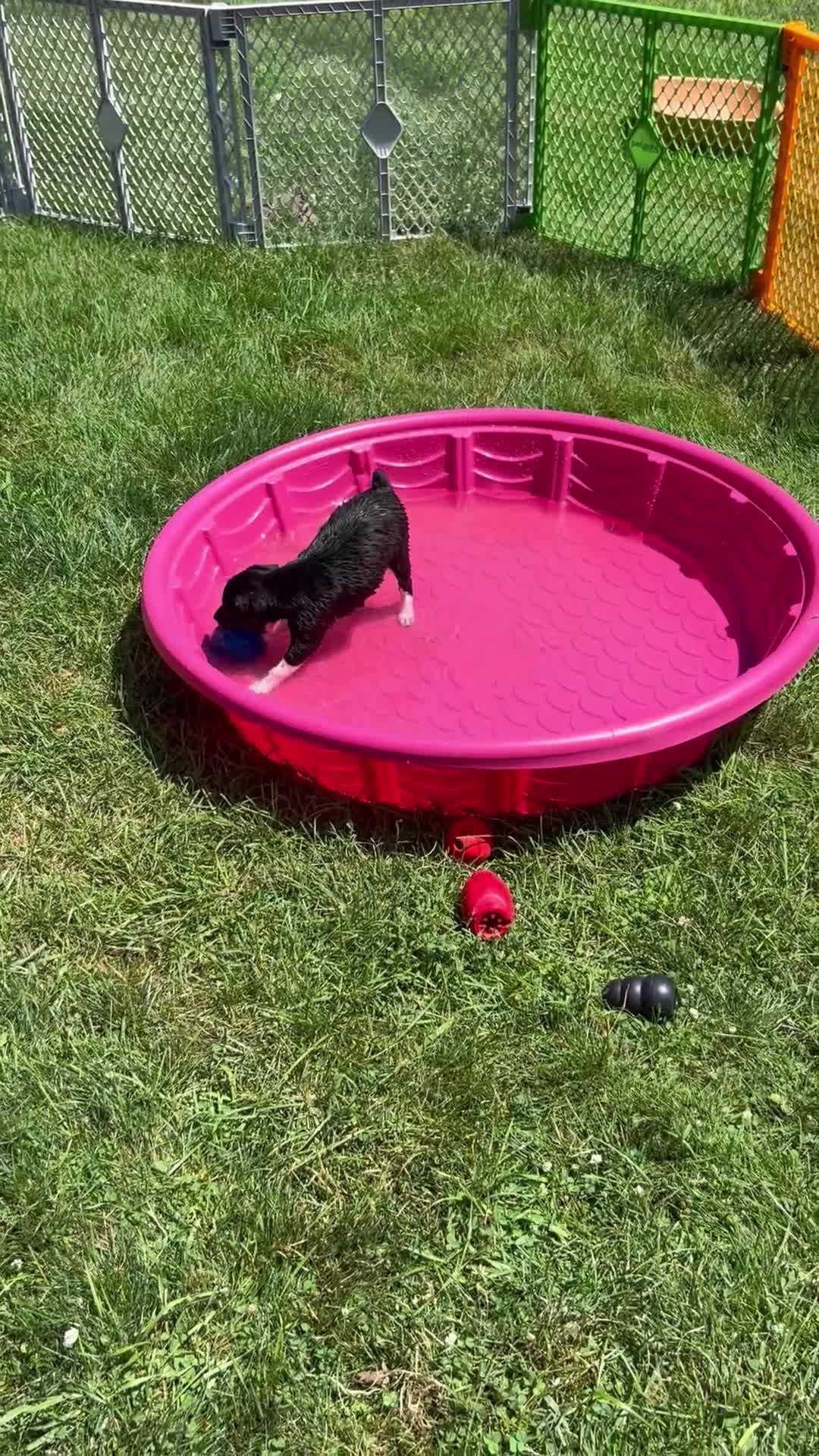 Rat Terrier dogs for sale: George - Video 1
