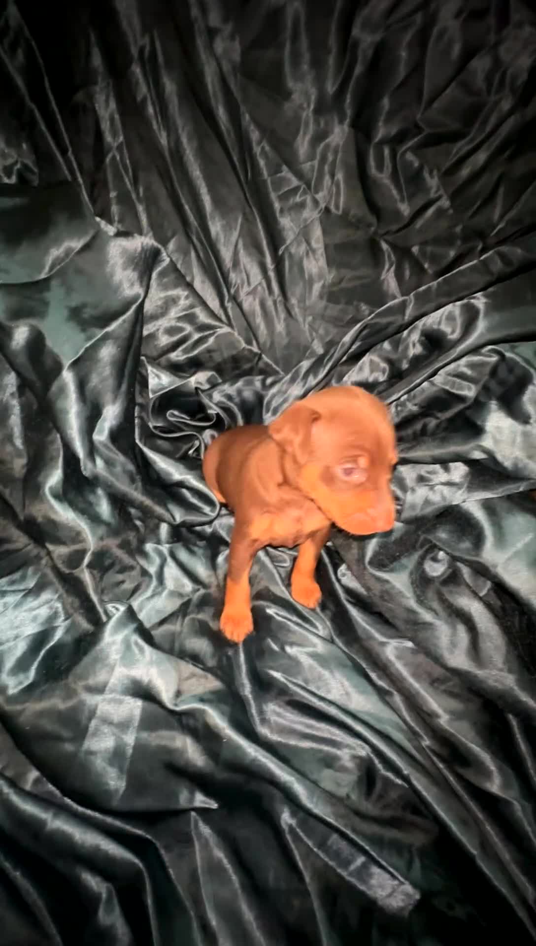 Miniature Pinscher dogs for sale: Coco Channel  - Video 1