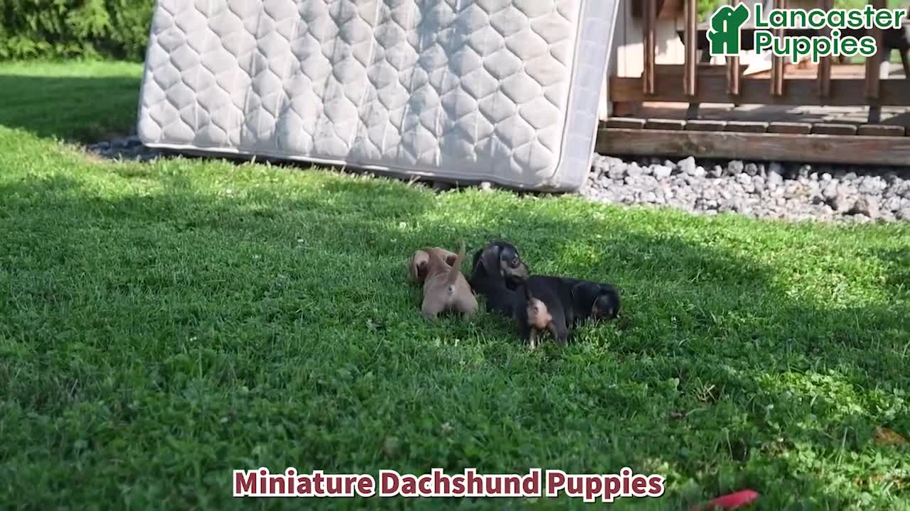 Miniature Dachshund dogs for sale: Rosey - Video 1