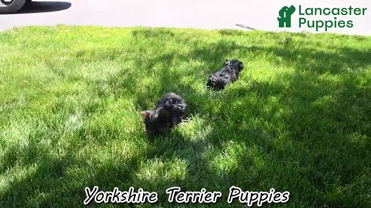Yorkshire Terrier dogs for sale: Victor - Video 1