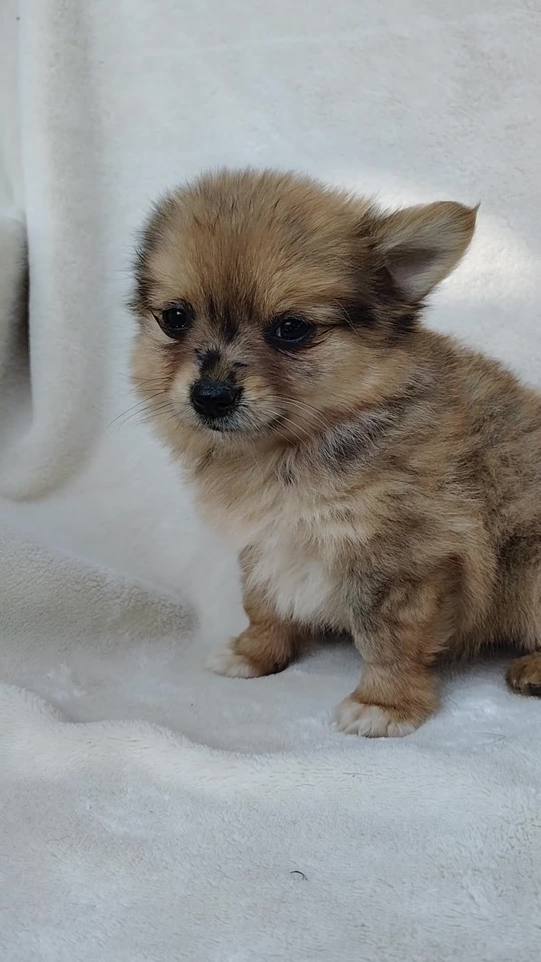 Pomchi dogs for sale: Kit kat - Video 1