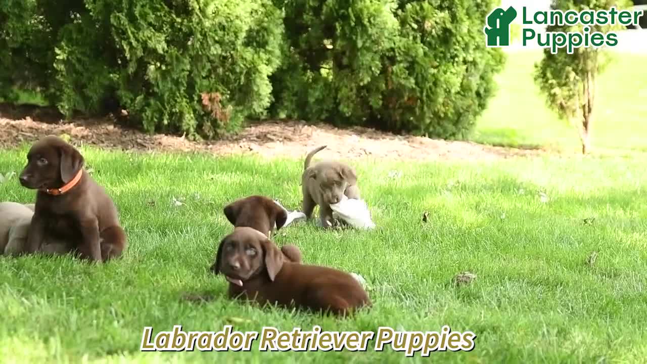 Labrador Retriever dogs for sale: Rylan - Video 1