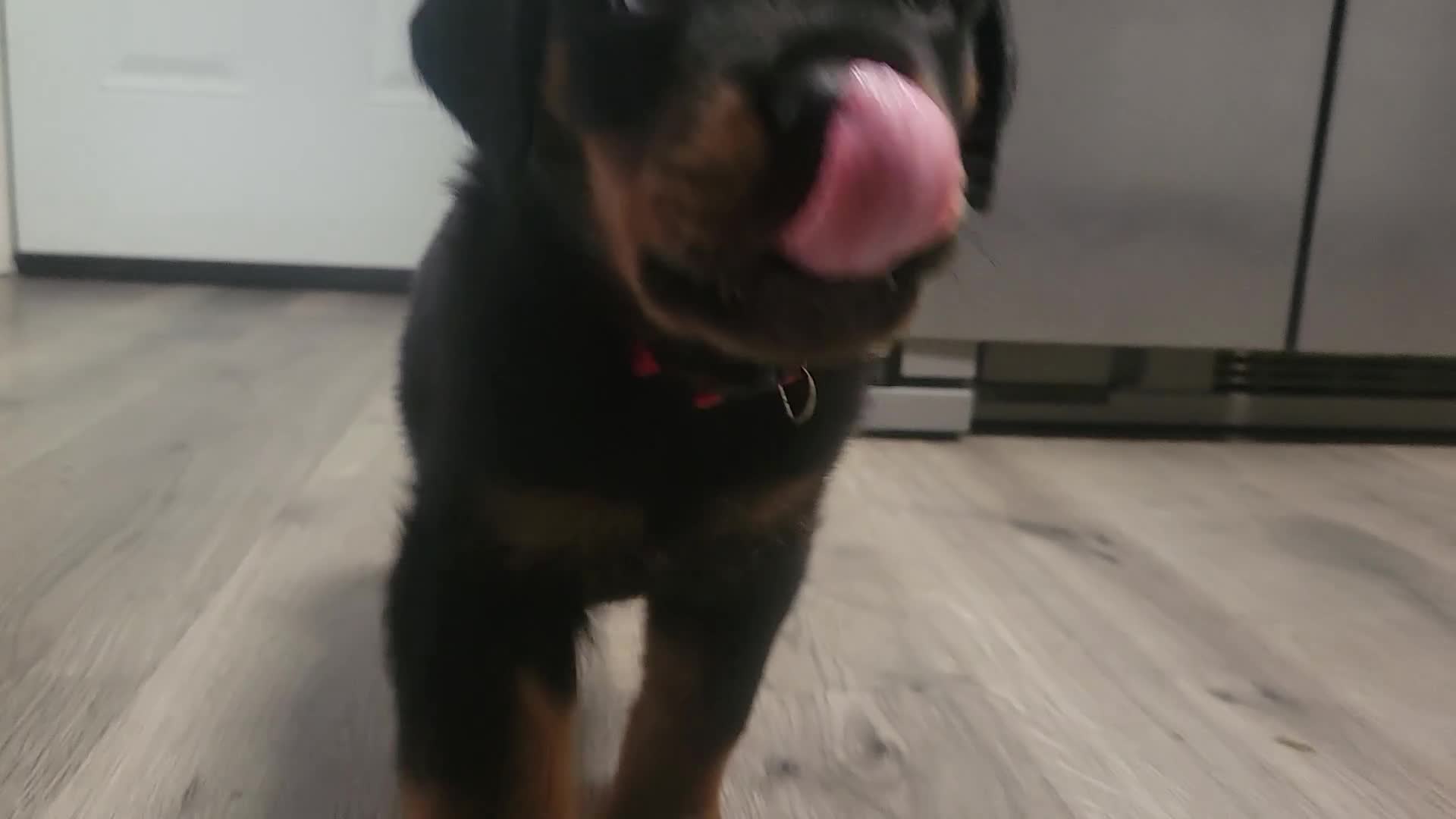 Rottweiler dogs for sale: Rottweiler- Male Red - Video 1