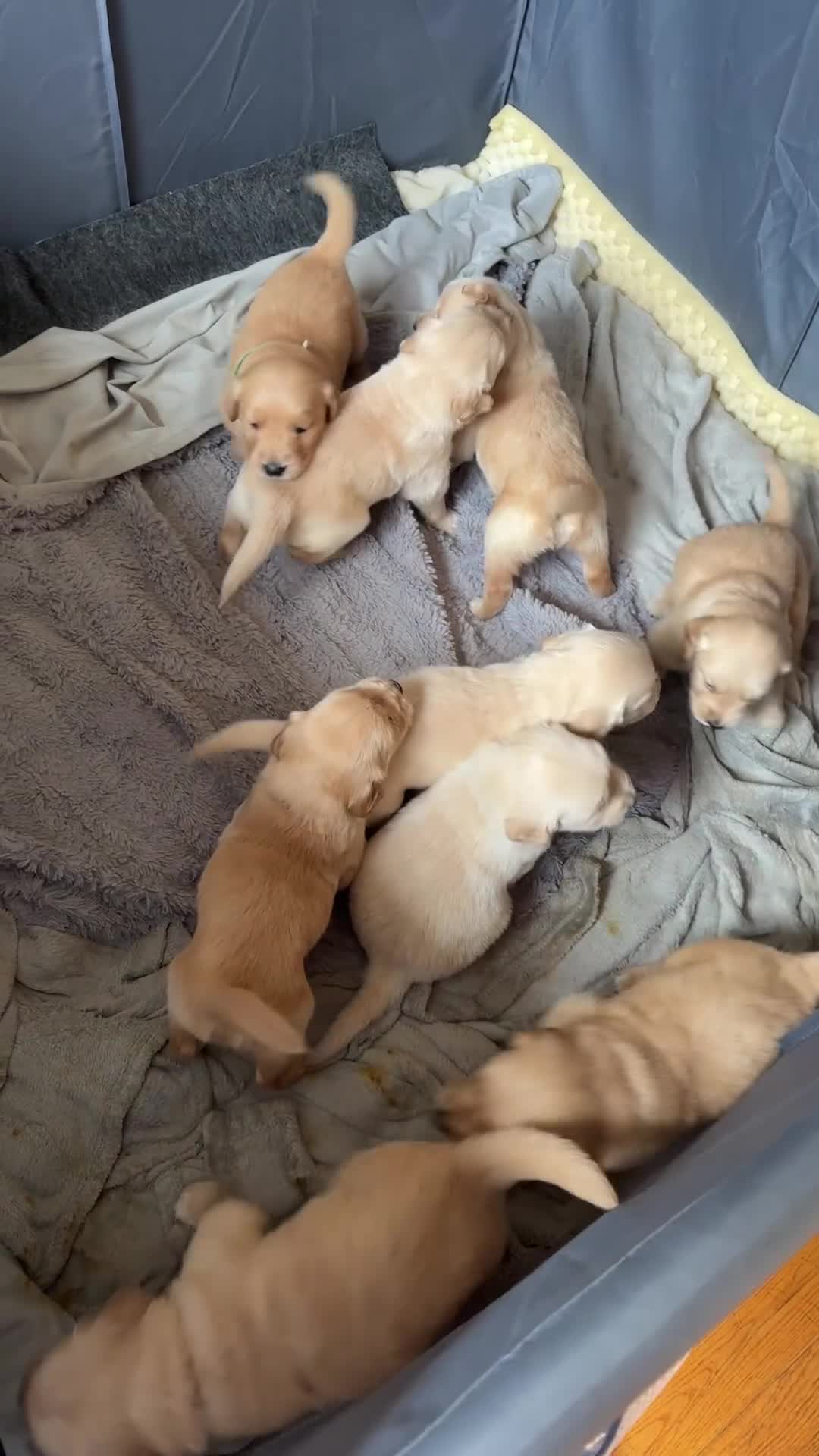 Golden Retriever dogs for sale: Golden Retriever Puppy 3 - Video 2