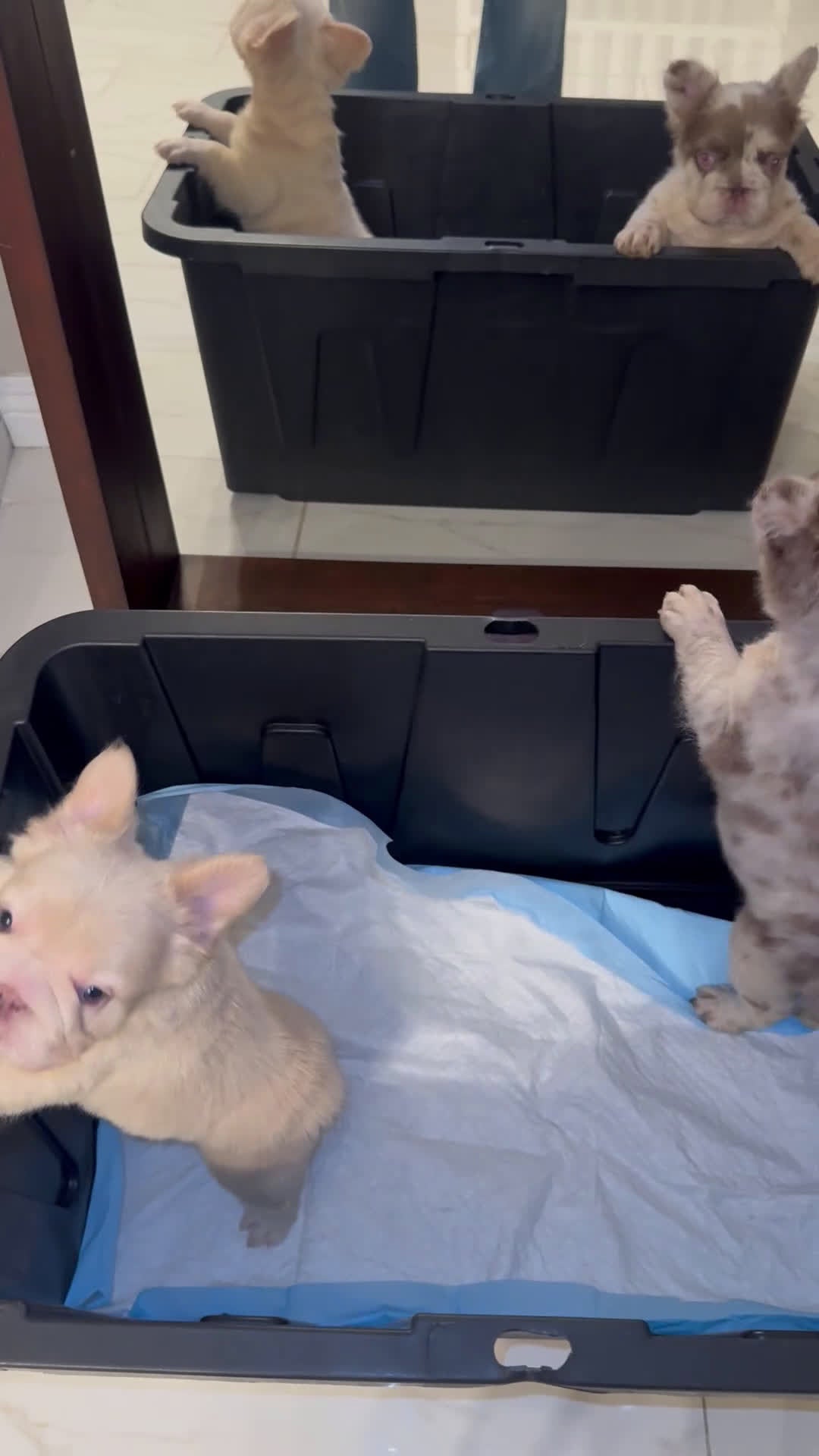 French Bulldog dogs for sale: Chanel - Video 1