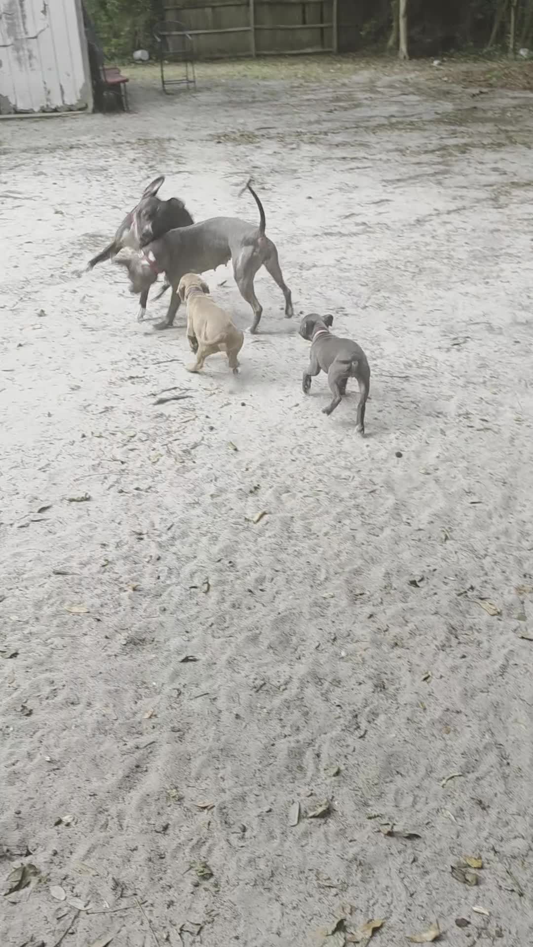 American Pit Bull Terrier dogs for sale: American Pit Bull Terrier 1 - Video 2