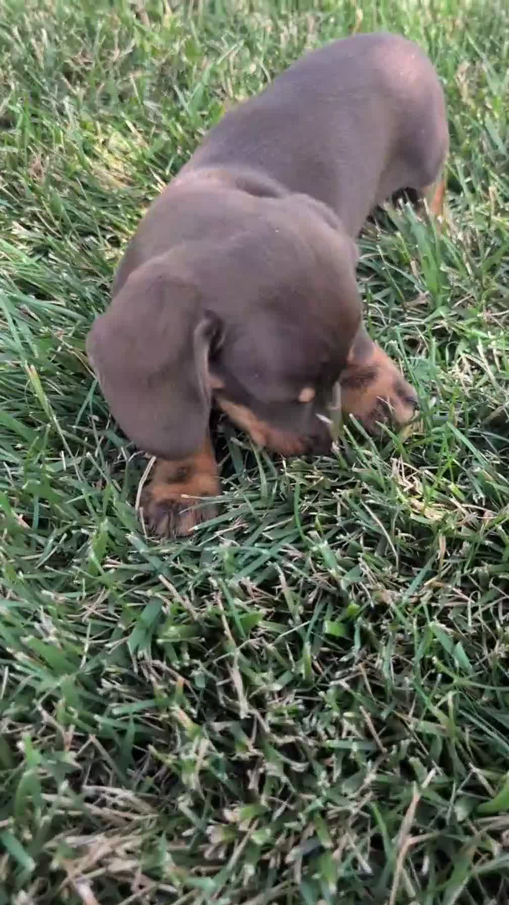 Miniature Dachshund dogs for sale: Xander - Video 1