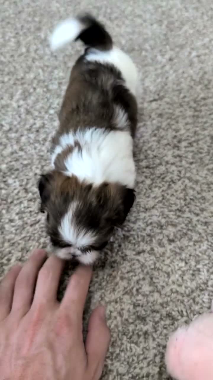 Shih Tzu dogs for sale: Kya - Video 1