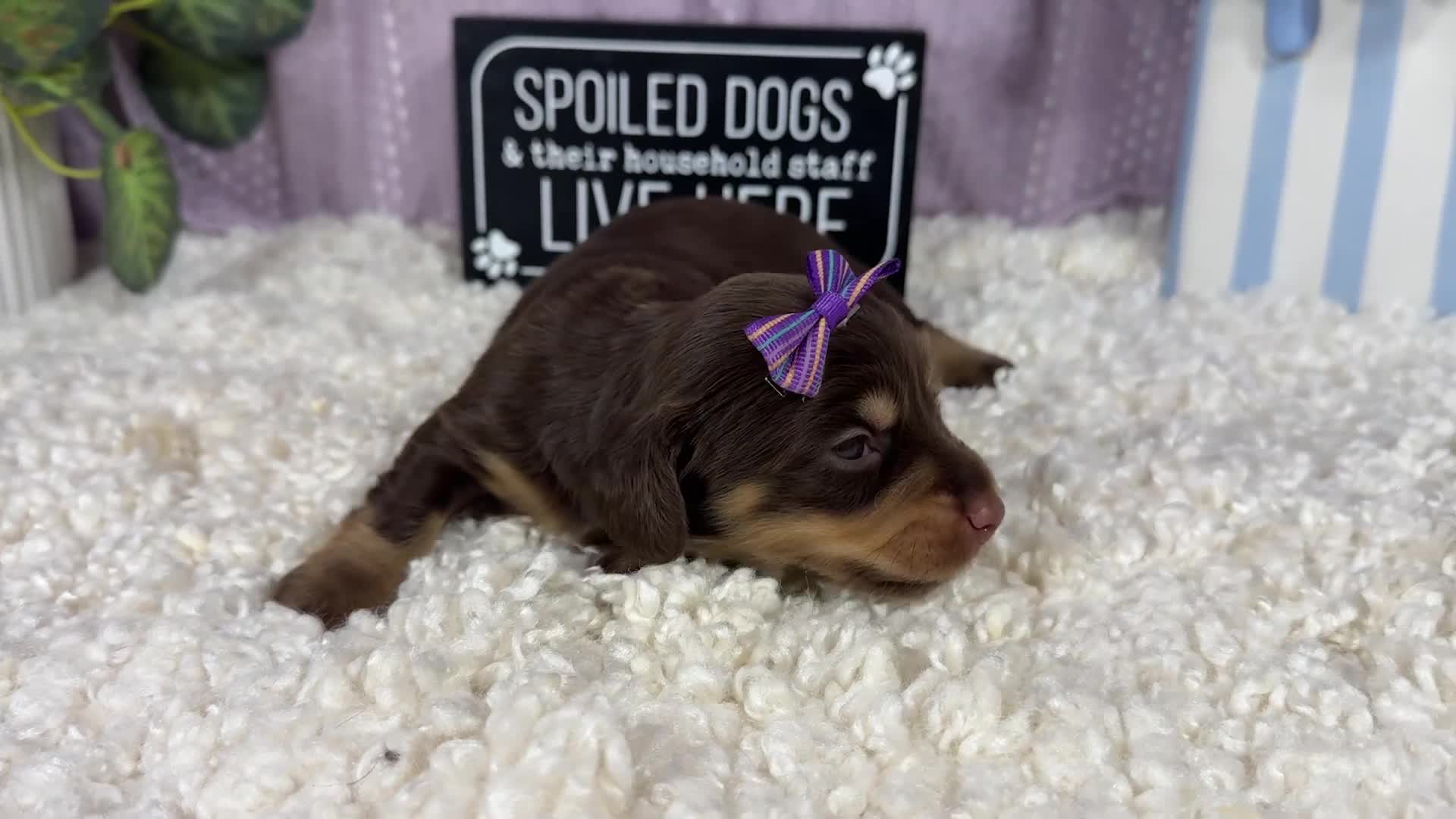 Miniature Dachshund dogs for sale: Miniature Dachshund 2 - Video 1