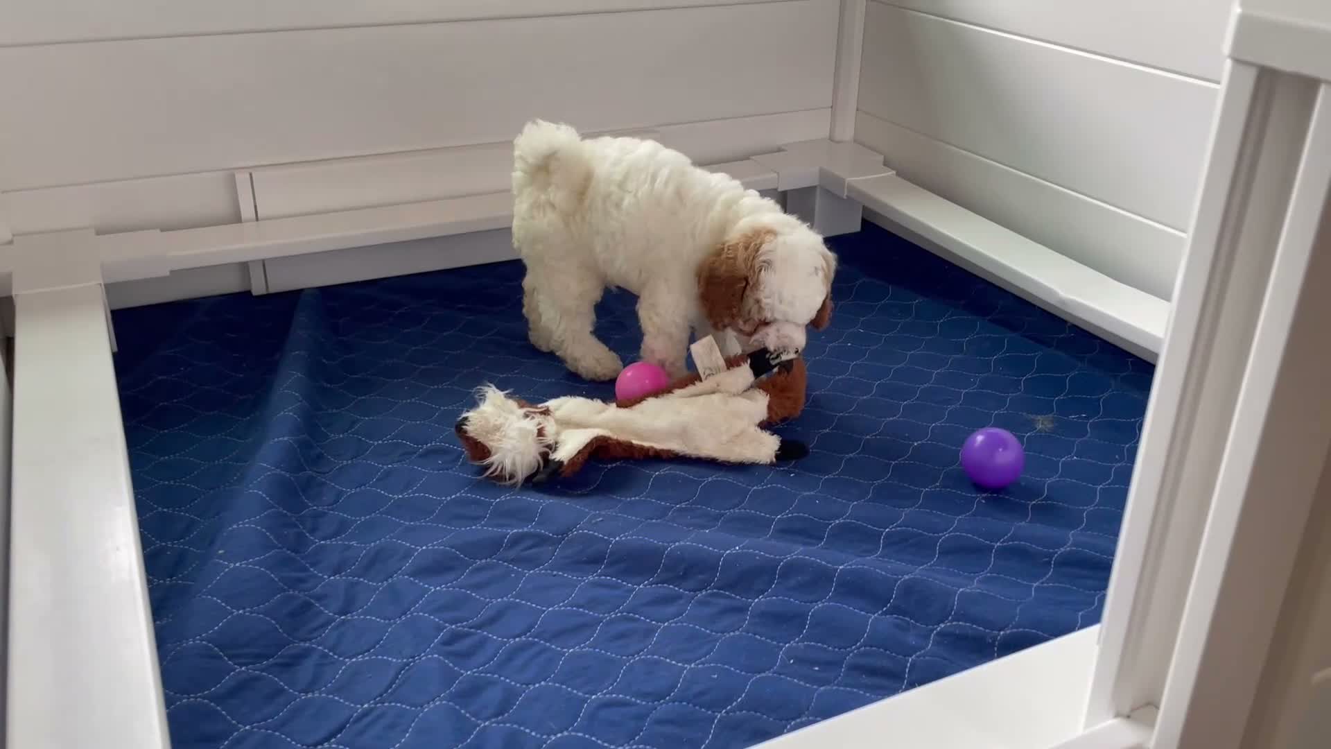 Mini Goldendoodle dogs for sale: Mr. Silas - Video 1