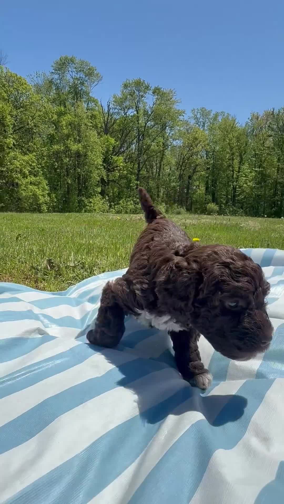Lagotto Romagnolo dogs for sale: Lagotto Romagnolo Puppy 6 - Video 1