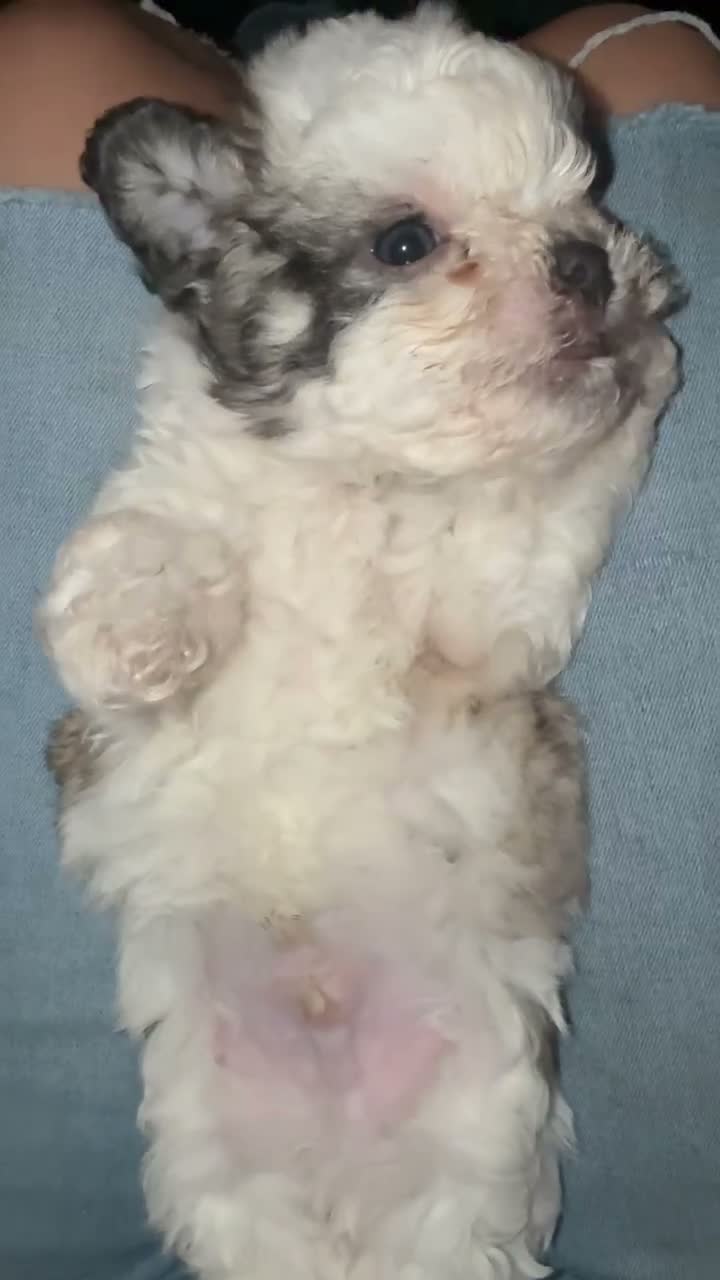 Maltipoo dogs for sale: Maltipoo 1 - Video 2