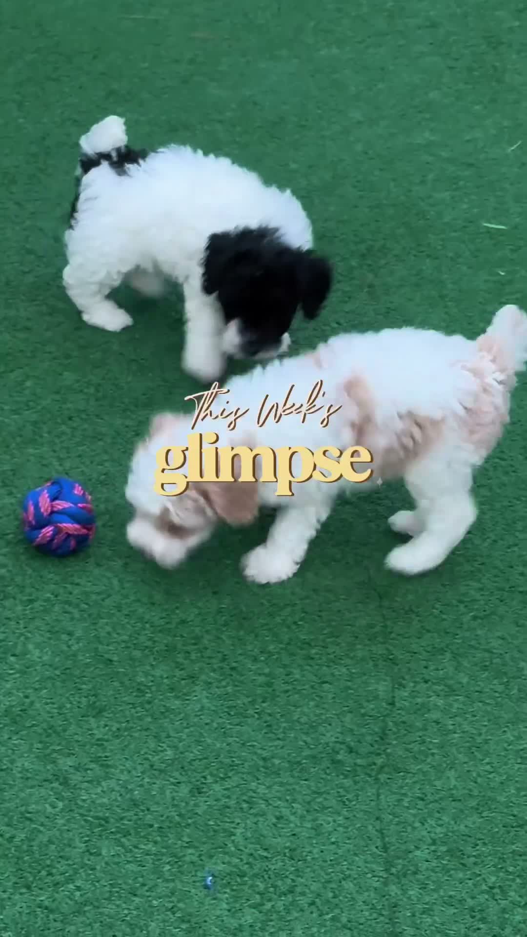 Toy Poodle dogs for sale: Pepper - Video 1