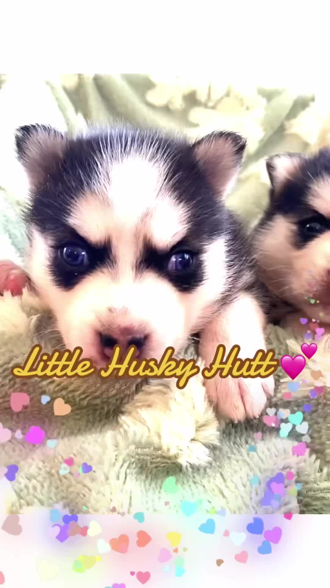 Pomsky dogs for sale: Clover - 2 Year Health Contract- Family Loved and Raised  - Video 1