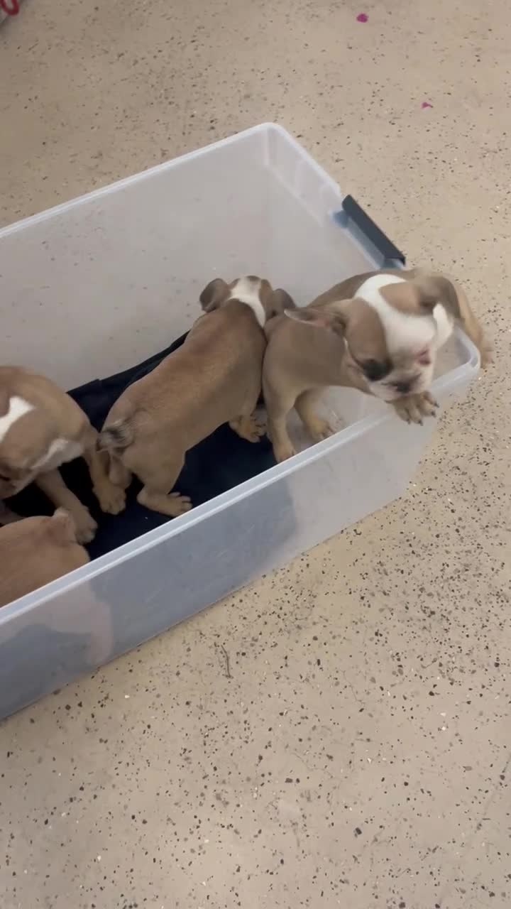 French Bulldog dogs for sale: French Bulldog Puppy 4 - Video 1