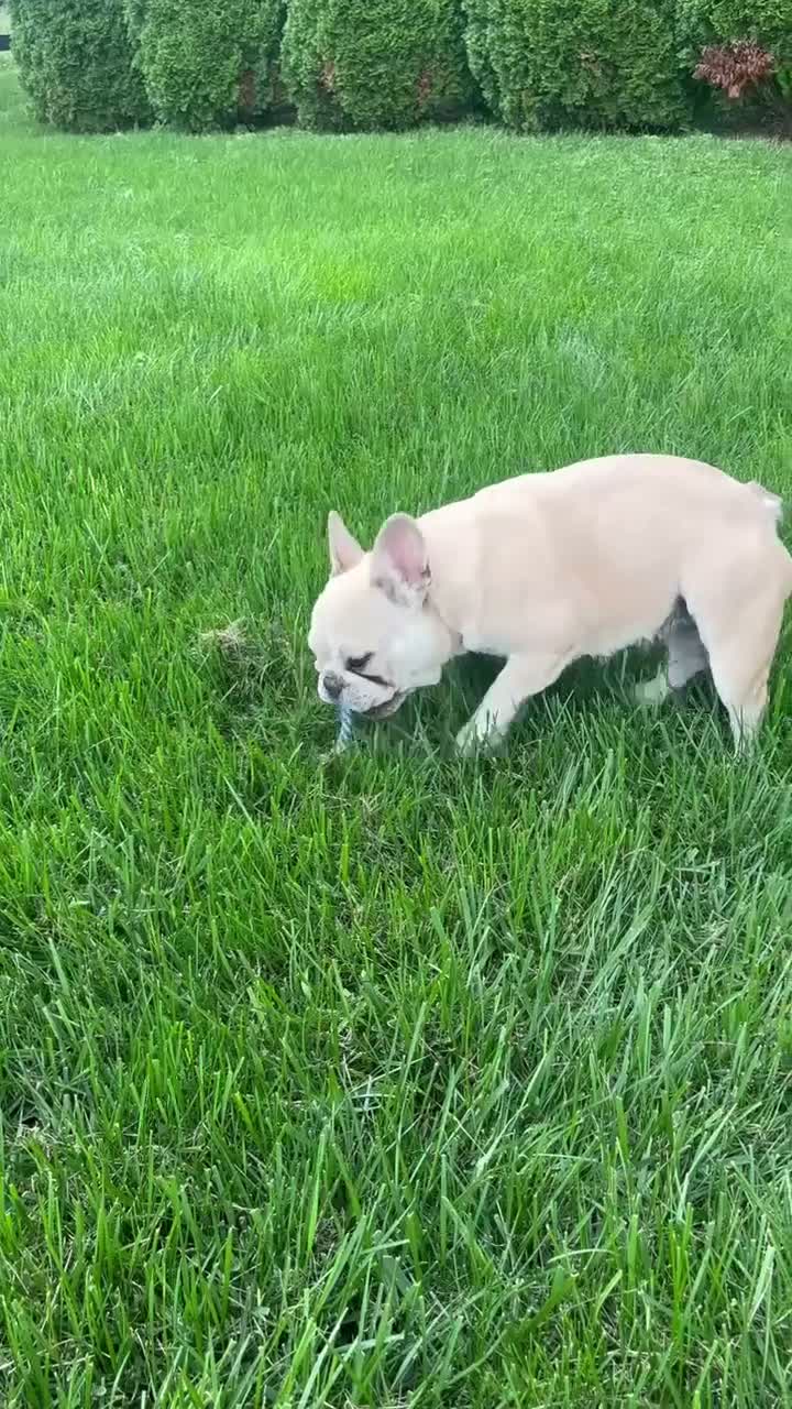 French Bulldog dogs for sale: Mila - Video 1
