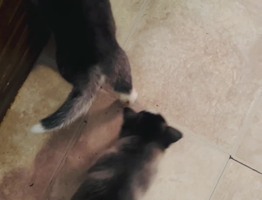 Siberian Husky dogs for sale: Siberian Husky 1 Yukon - Video 1