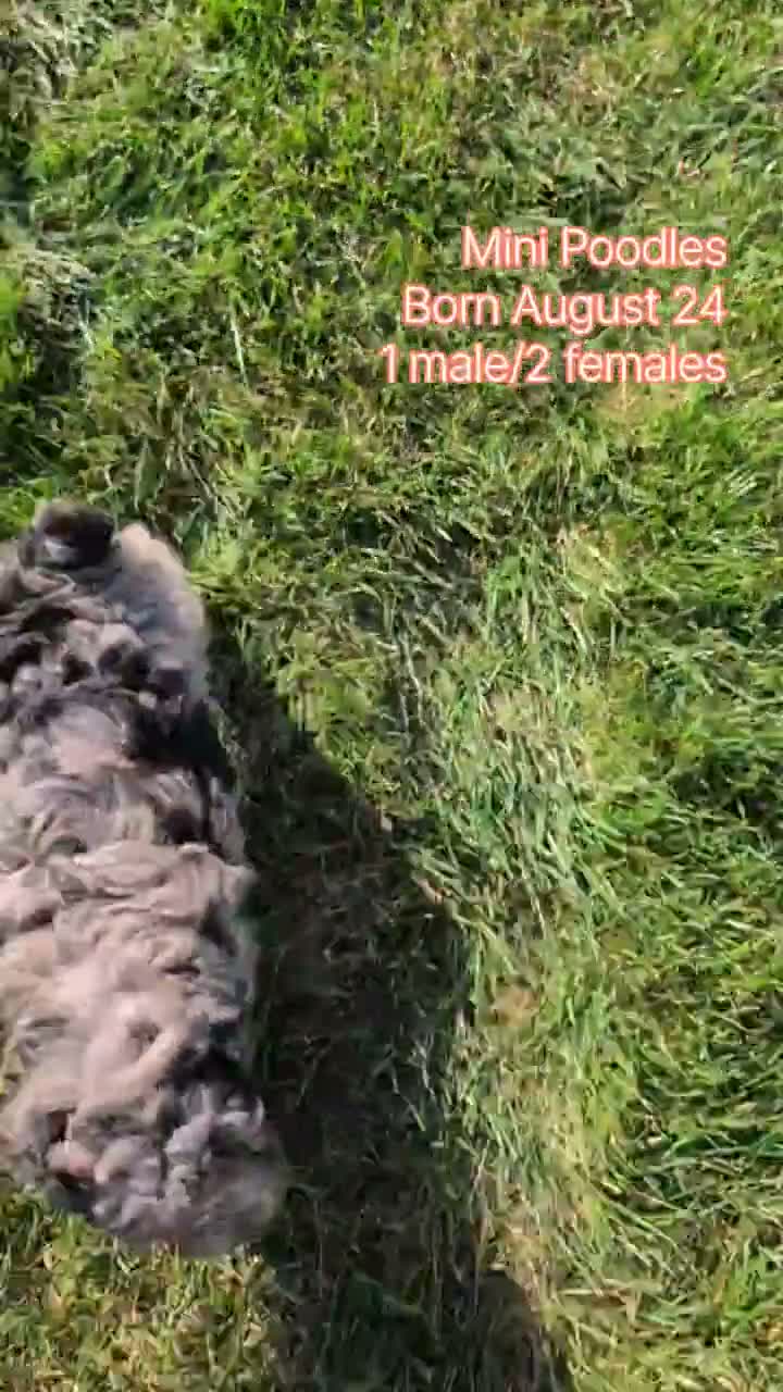 Miniature Poodle dogs for sale: Hazel - Video 2