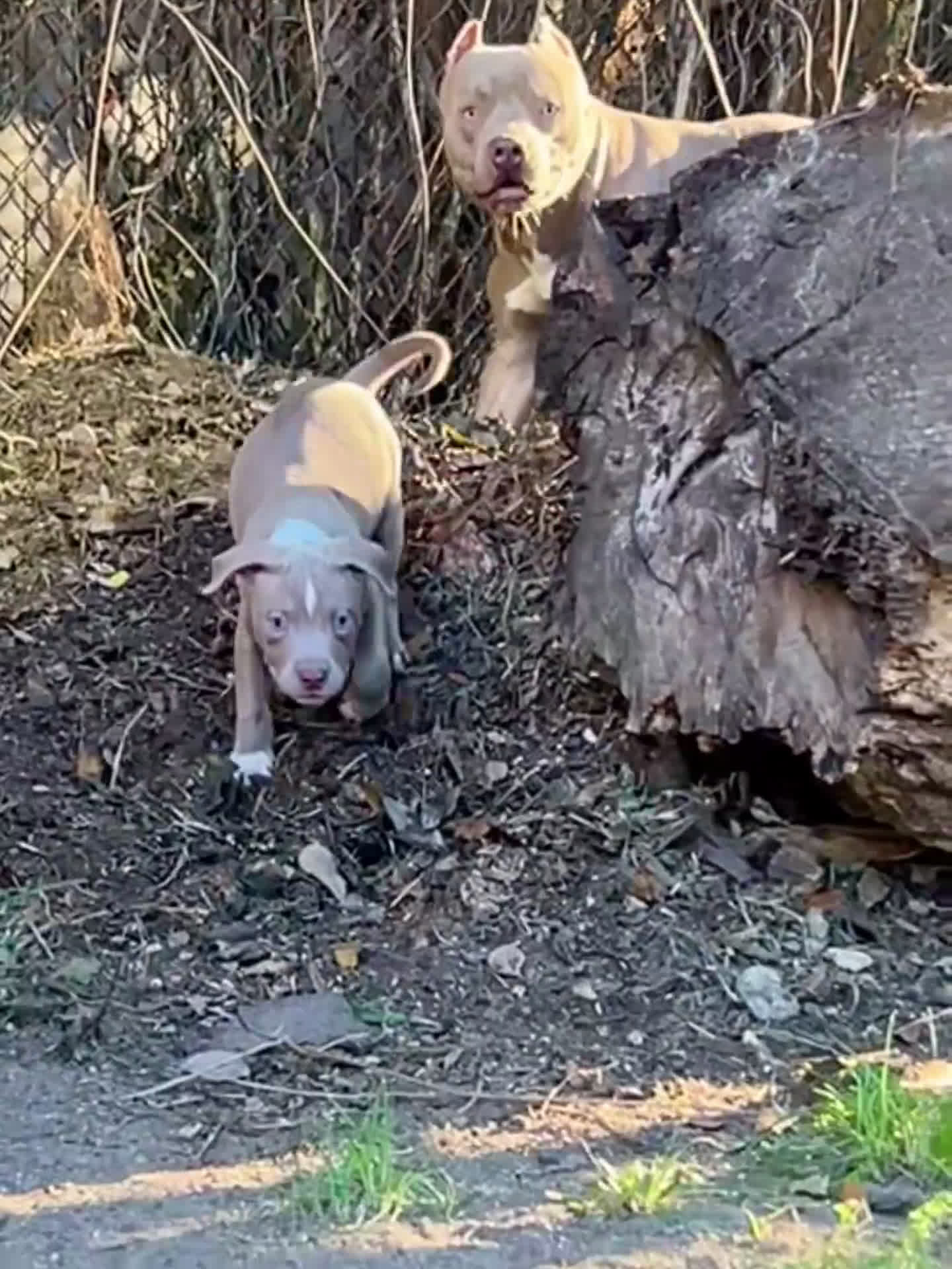 American Staffordshire Terrier dogs for sale: American Staffordshire Terriers - Video 2