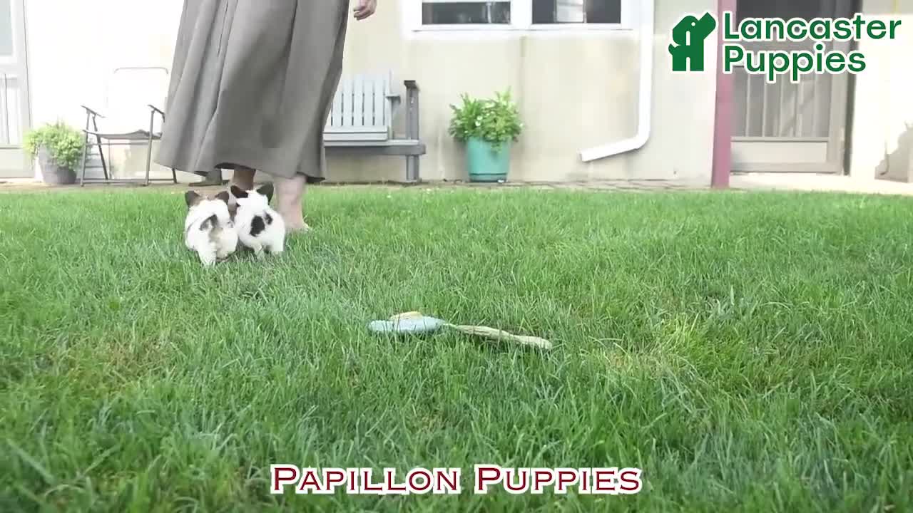 Papillon dogs for sale: Oscar  - Video 1