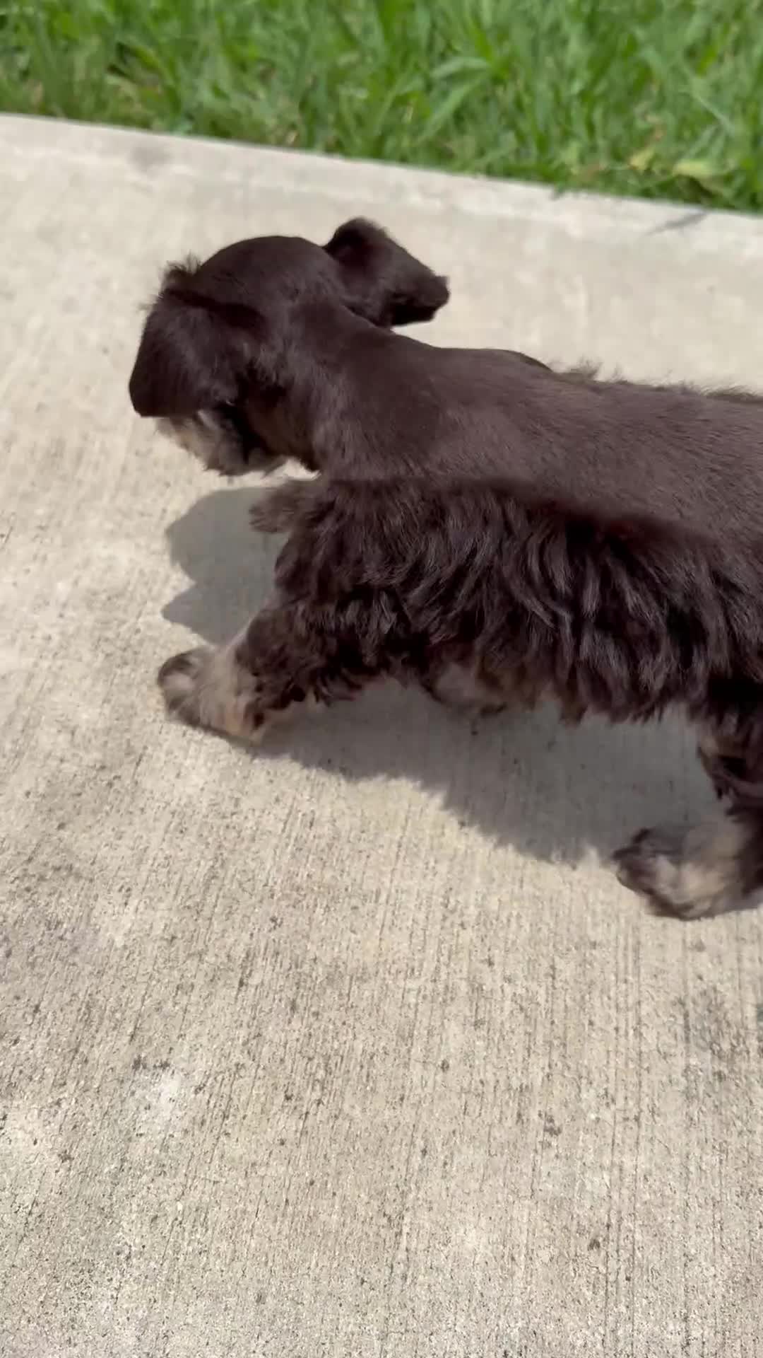 Miniature Schnauzer dogs for sale: Apollo - Video 1