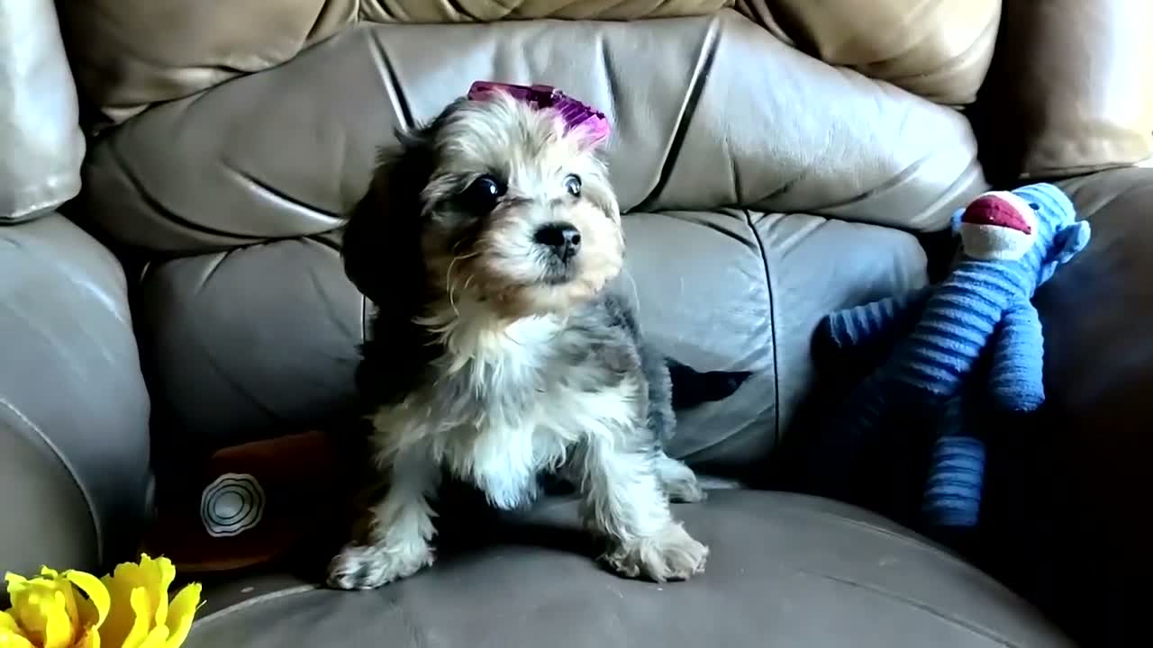 Yorkiepoo dogs for sale: Ms. Teapot  - Video 3