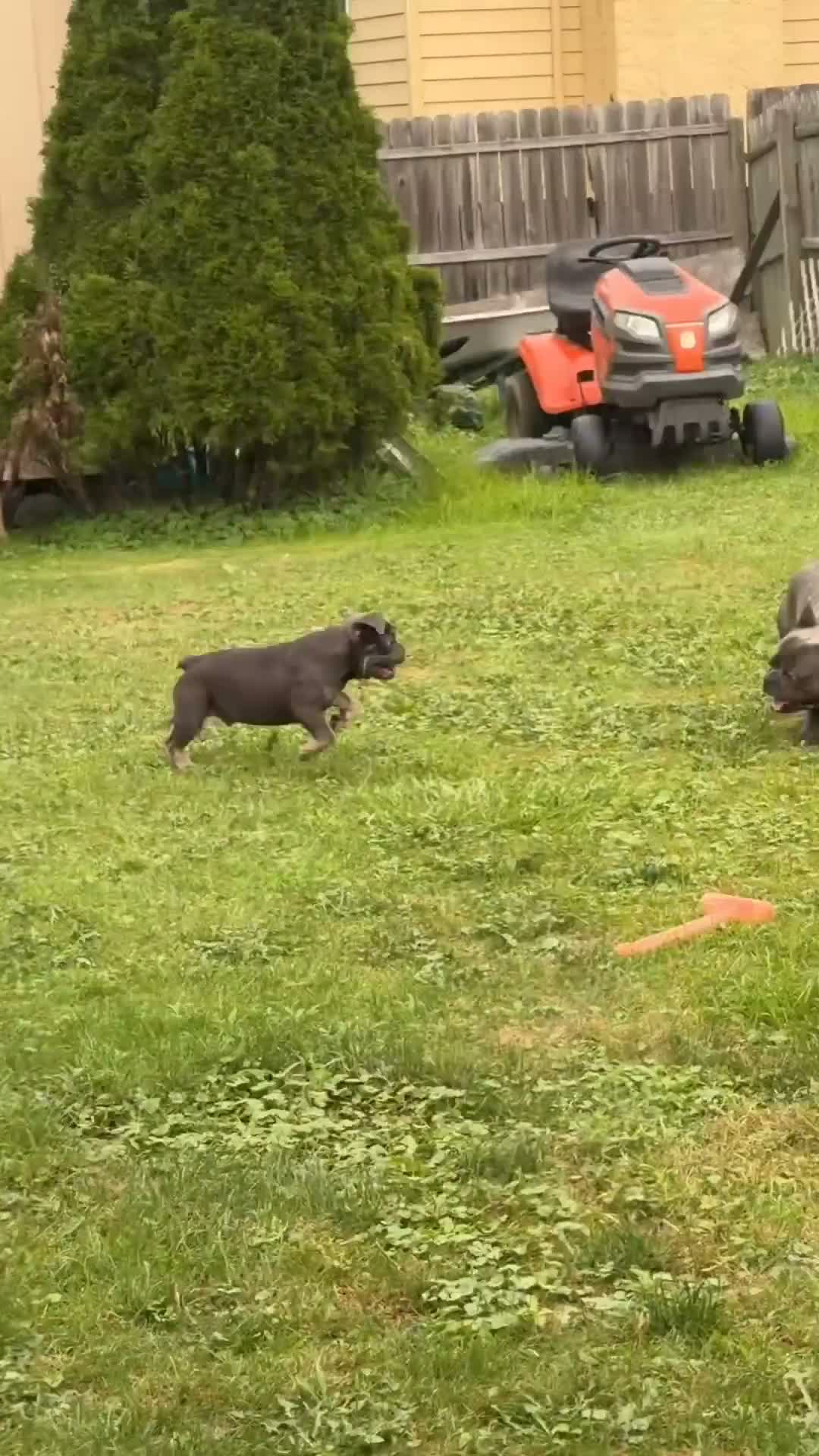 French Bulldog dogs for sale: Kash - Video 1