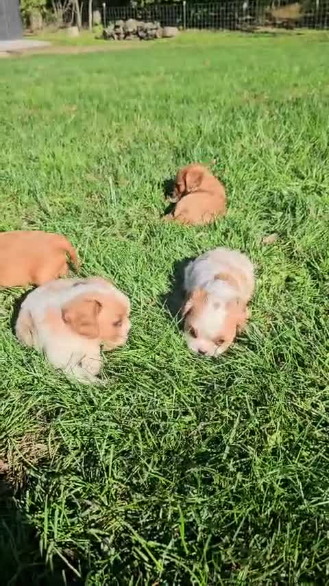 Cavalier King Charles Spaniel dogs for sale: ♥️SWEET HAZEL ♥️ - Video 1