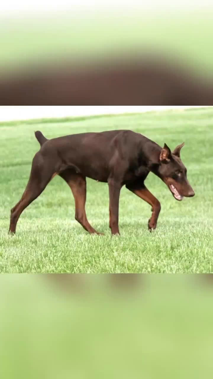 Doberman Pinscher dogs for sale: Female with ear crop - Video 1
