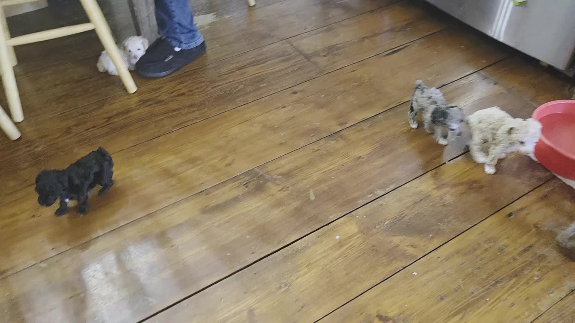 Toy Poodle dogs for sale: Toy Poodle 2 - Video 1