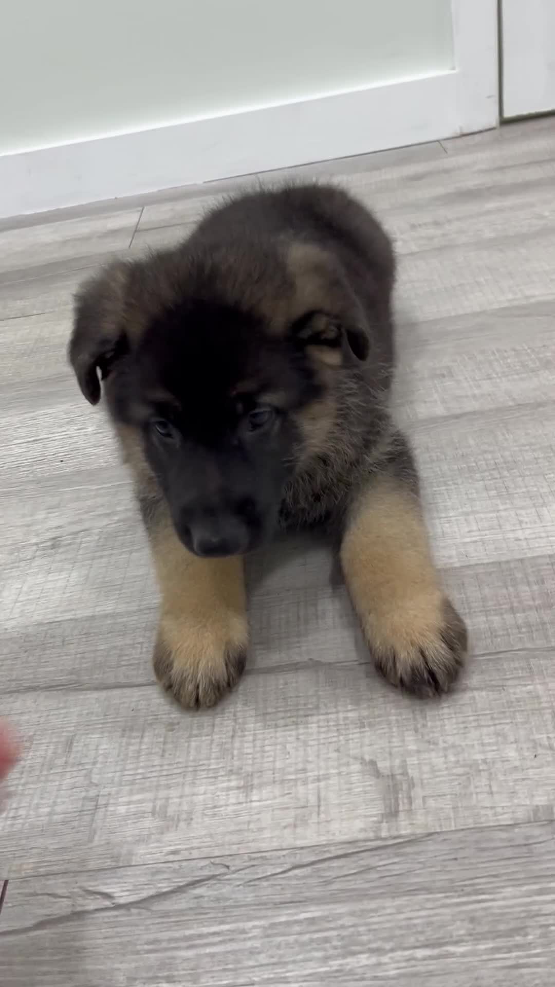 German Shepherd dogs for sale: Calvin - Video 1