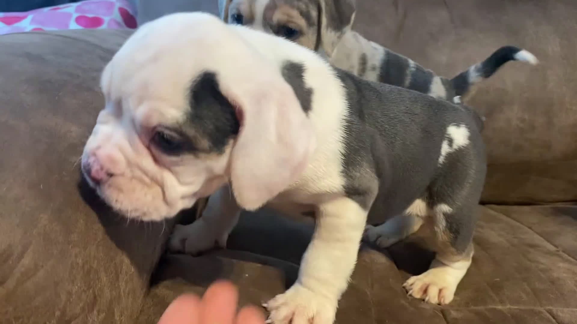 Beabull dogs for sale: Lyla - Video 1