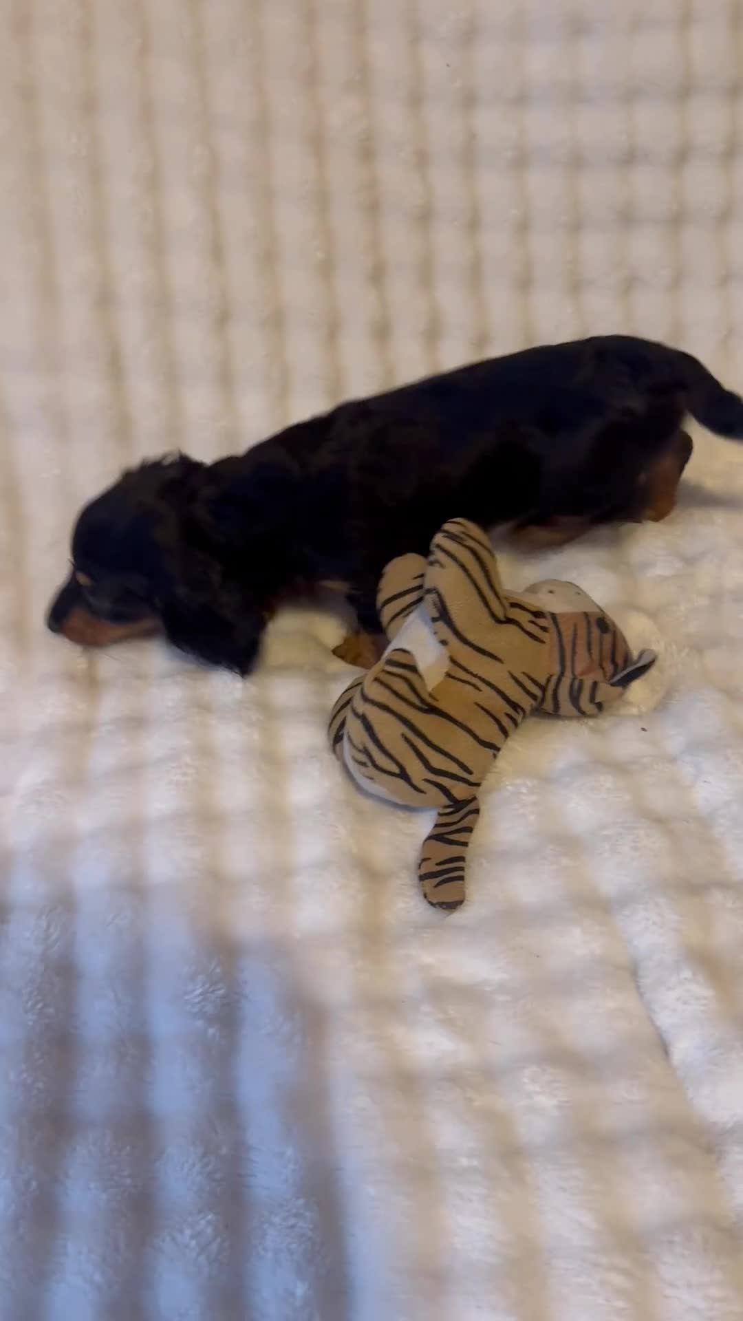 Miniature Dachshund dogs for sale: Long haired mini *Tilly* - Video 3
