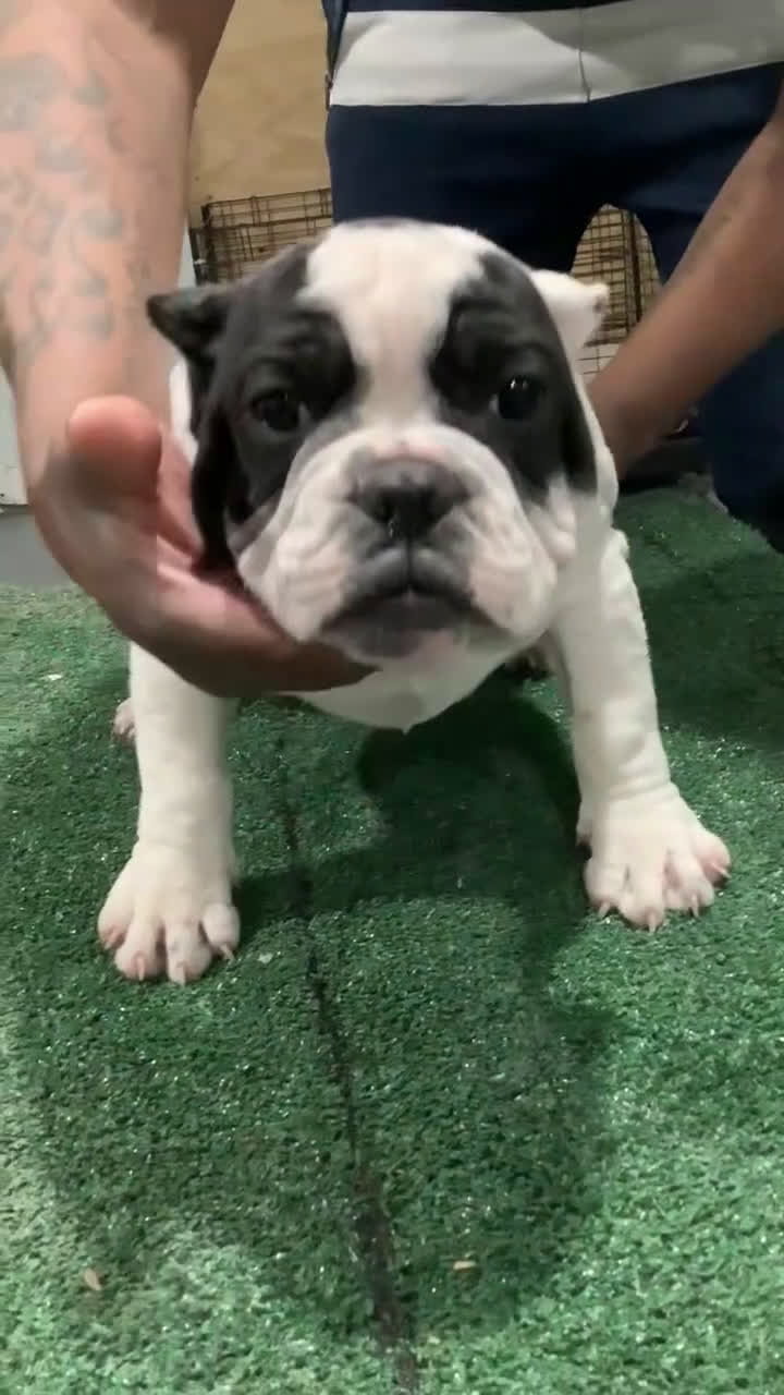 American Bully dogs for sale: Scooter  - Video 1