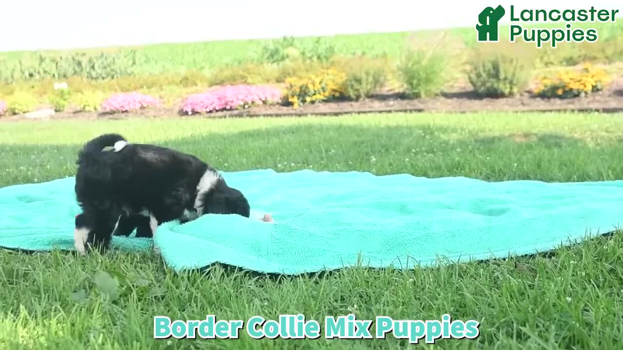 Bordoodle dogs for sale: Duke  - Video 1