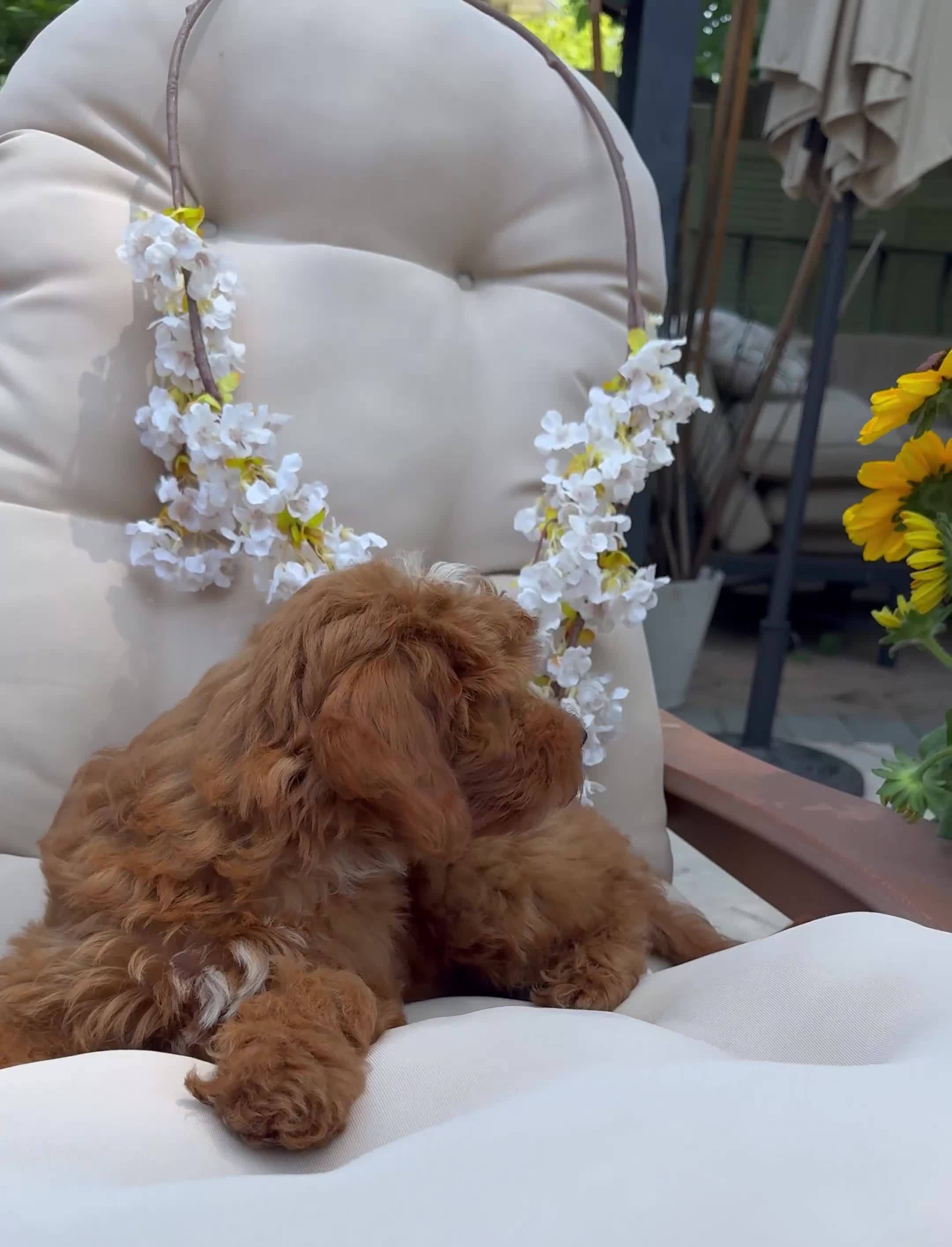 Cavapoo dogs for sale: Pansey - Video 1