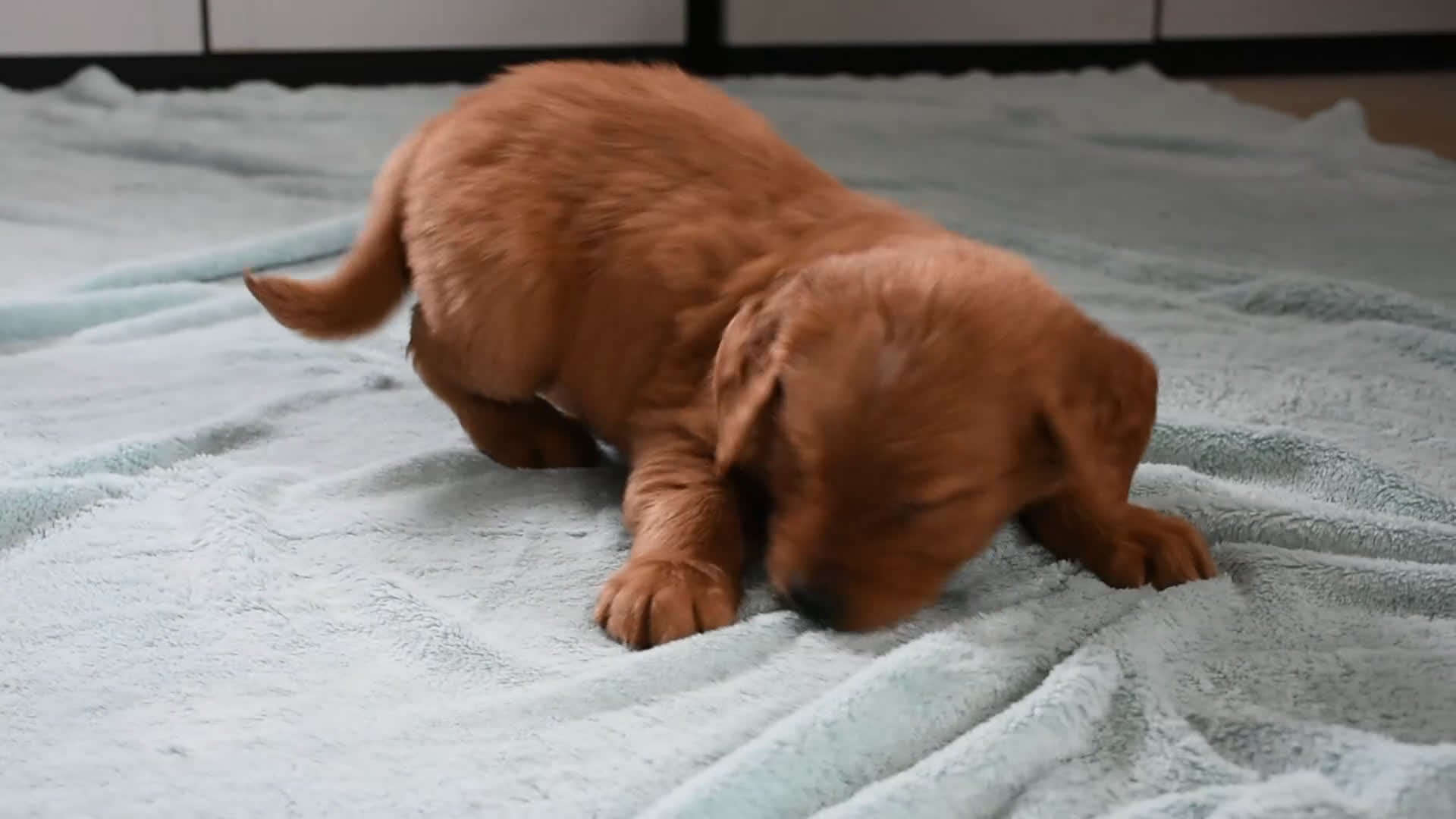 Golden Retriever dogs for sale: Tucker Genetic/OFA - Video 2