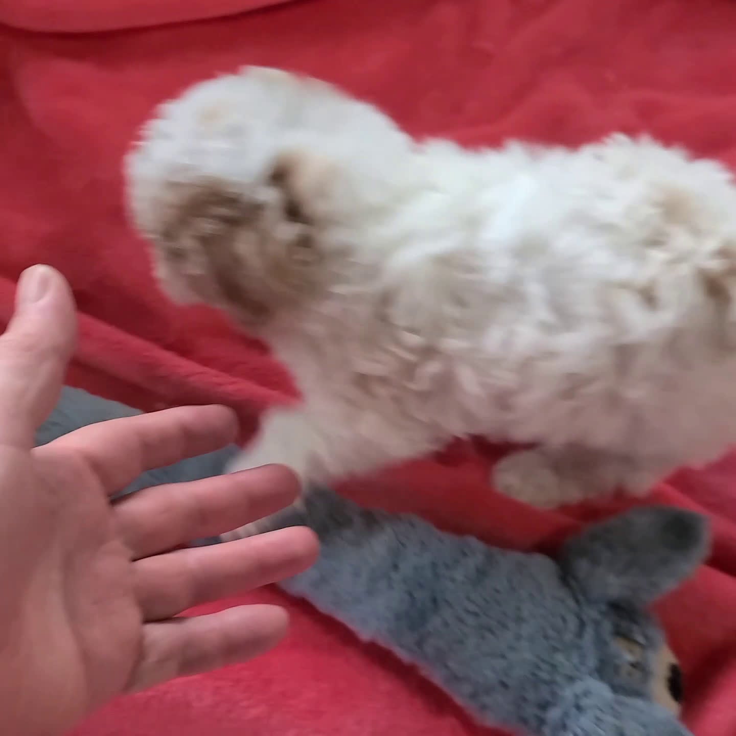 Maltipoo dogs for sale: Annie - Video 1