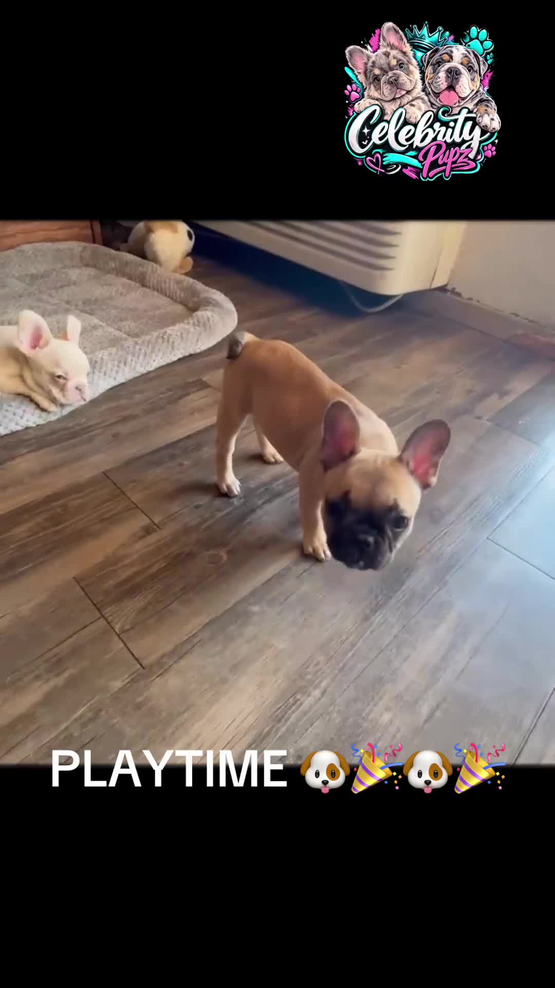 French Bulldog dogs for sale: HEIDI - FAWN BABYDOLL IN CALI, USA DELIVERY & FINANCING OPTIONS! - Video 1