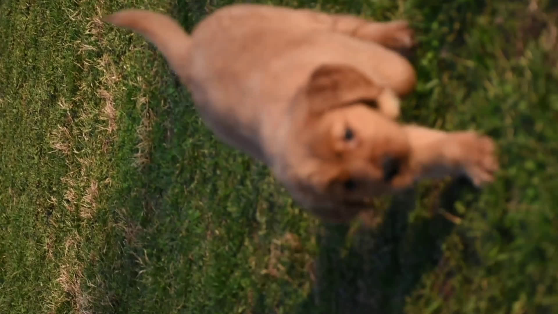 Golden Retriever dogs for sale: Pepper    Genetic/OFA - Video 1