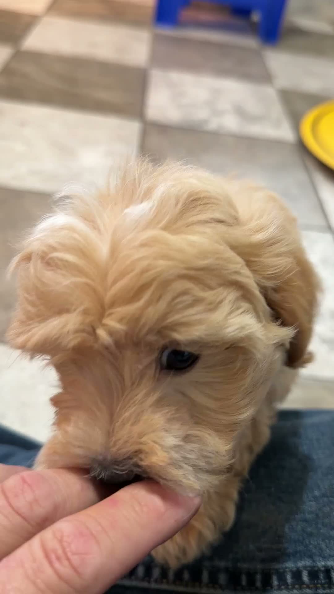 Maltipoo dogs for sale: Easton - Video 1