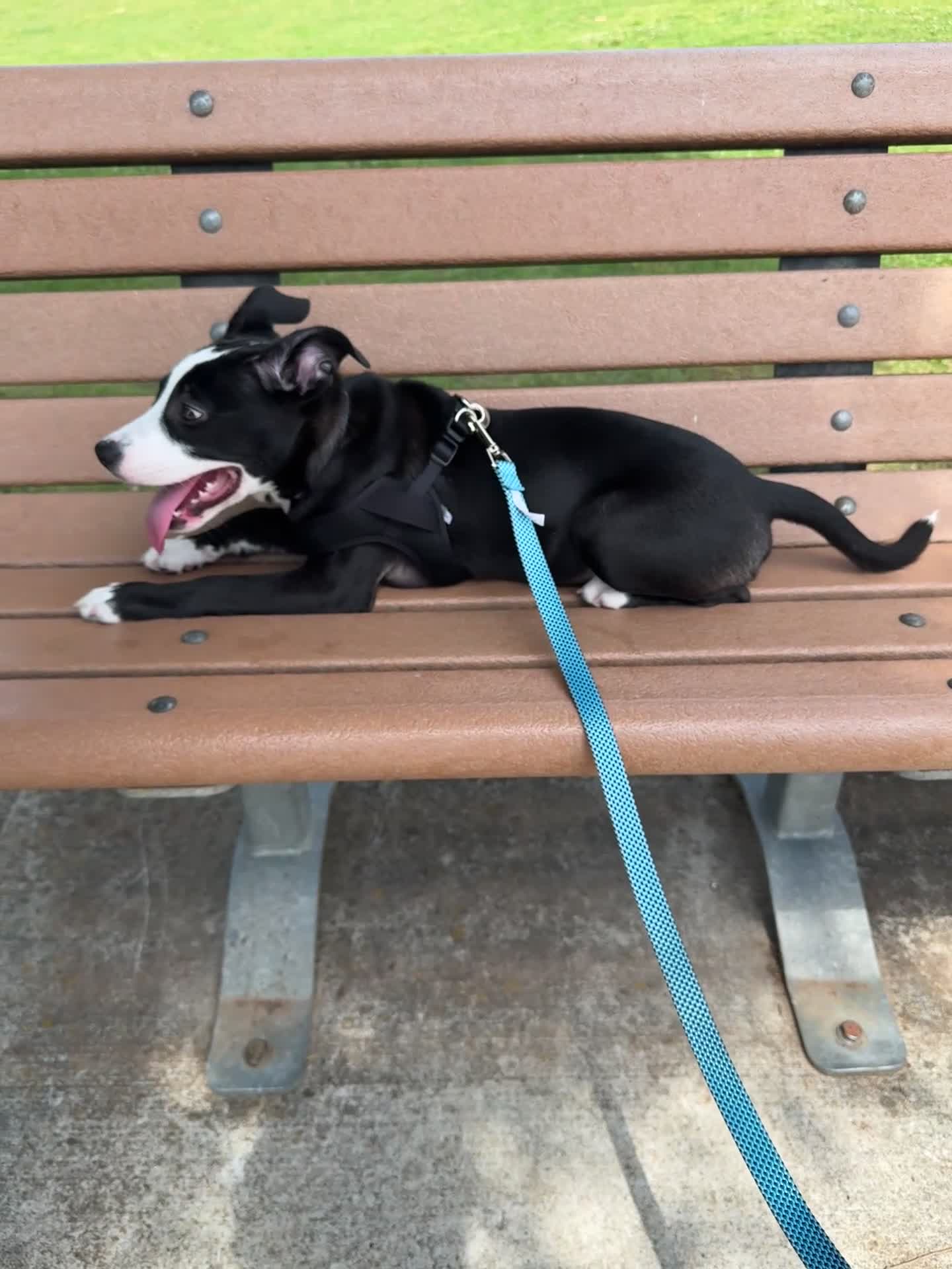 American Pit Bull Terrier dogs for stud: Mookie - Video 1