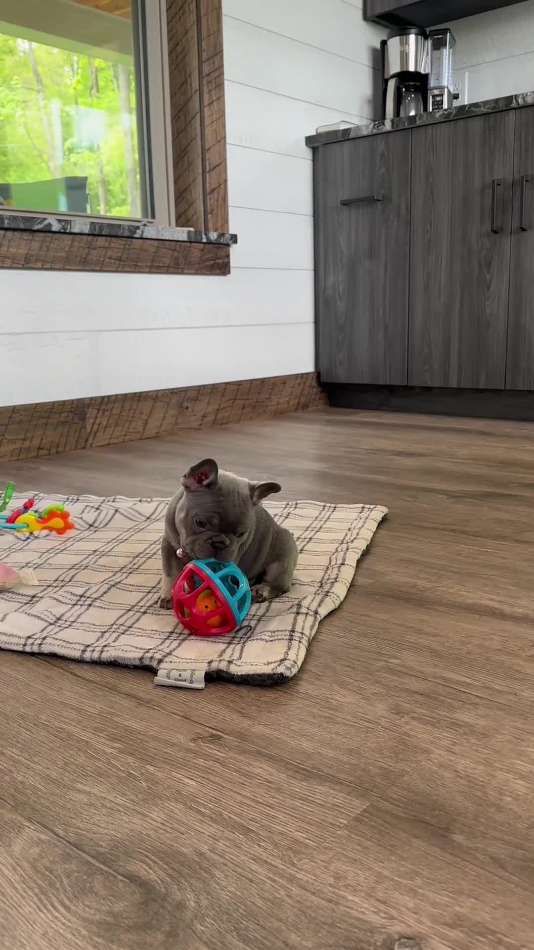 French Bulldog dogs for sale: Violet - Video 1