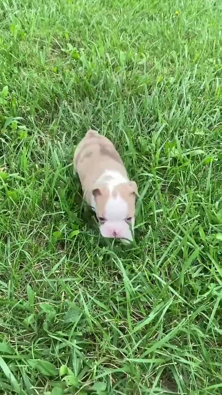 Boston Terrier dogs for sale: Maple - Video 1