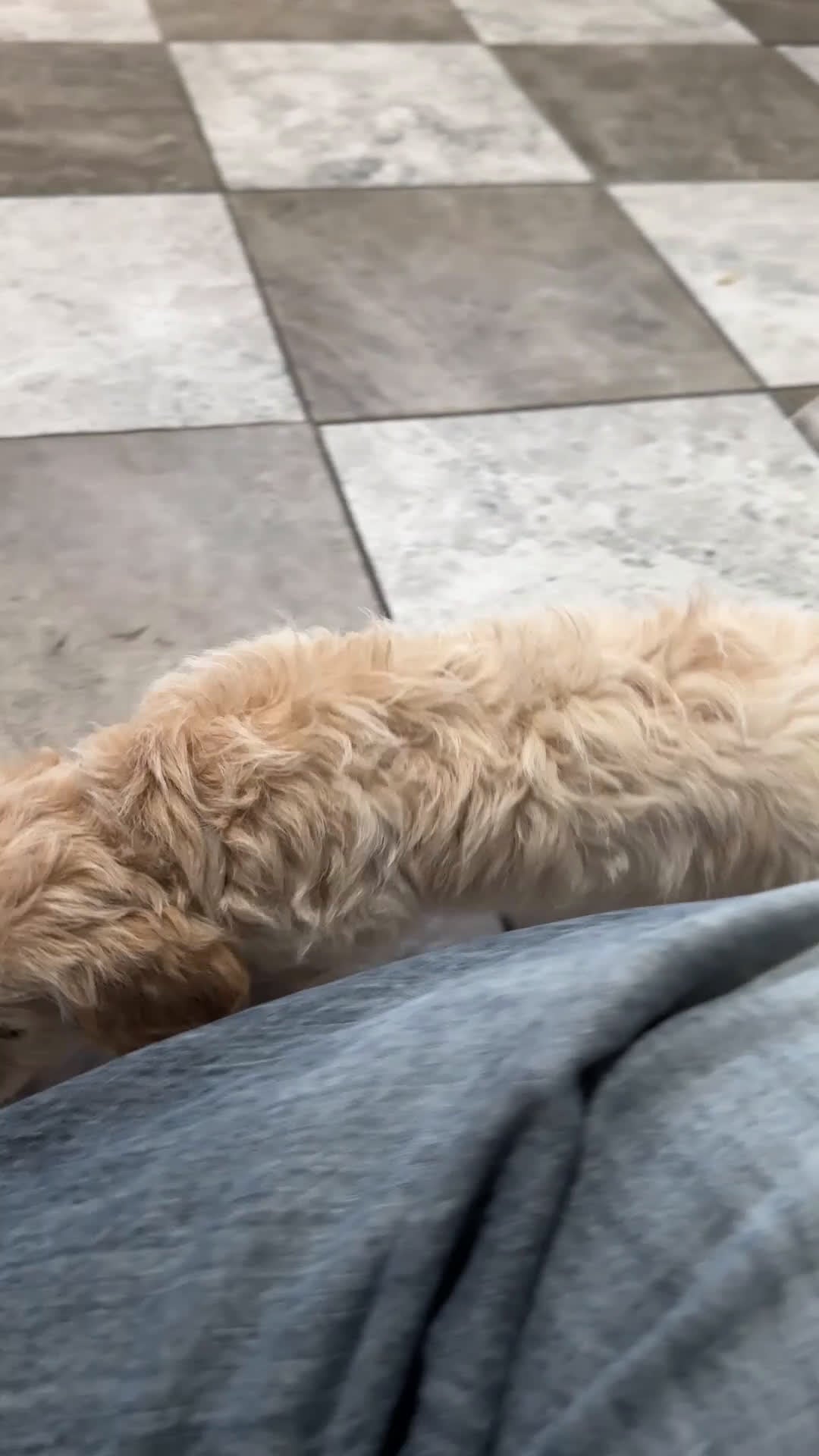 Mixed Breed dogs for sale: Callie - Video 1