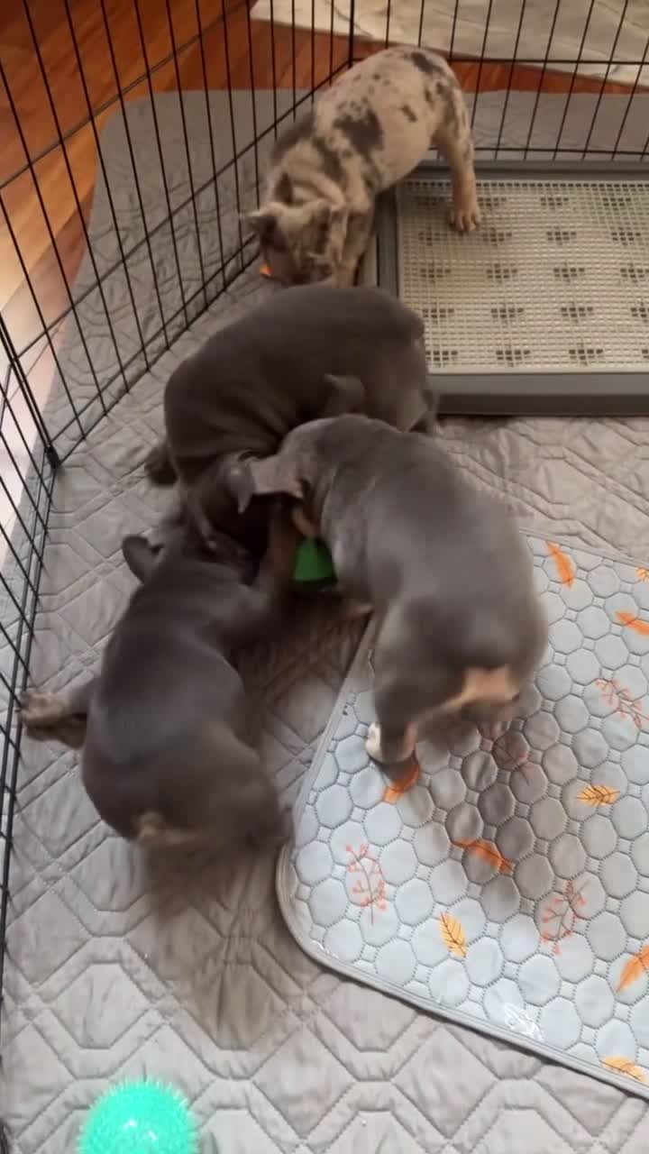 French Bulldog dogs for sale:  Big Boy - Video 1