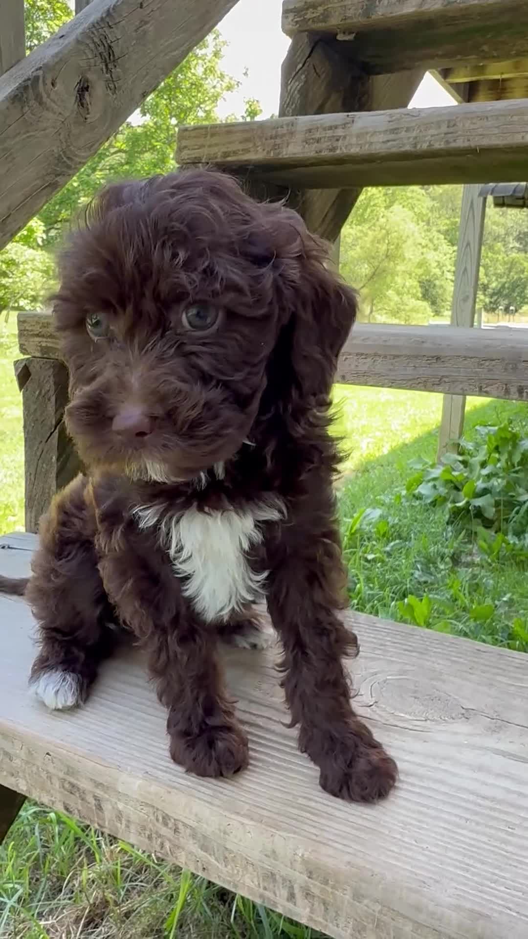 Goldendoodle dogs for sale: Goldendoodle 2 - Video 1