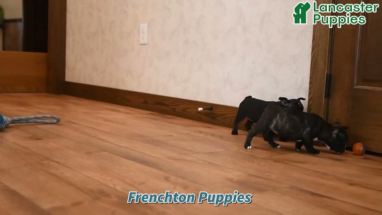 Frenchton dogs for sale: Mandy - Video 1