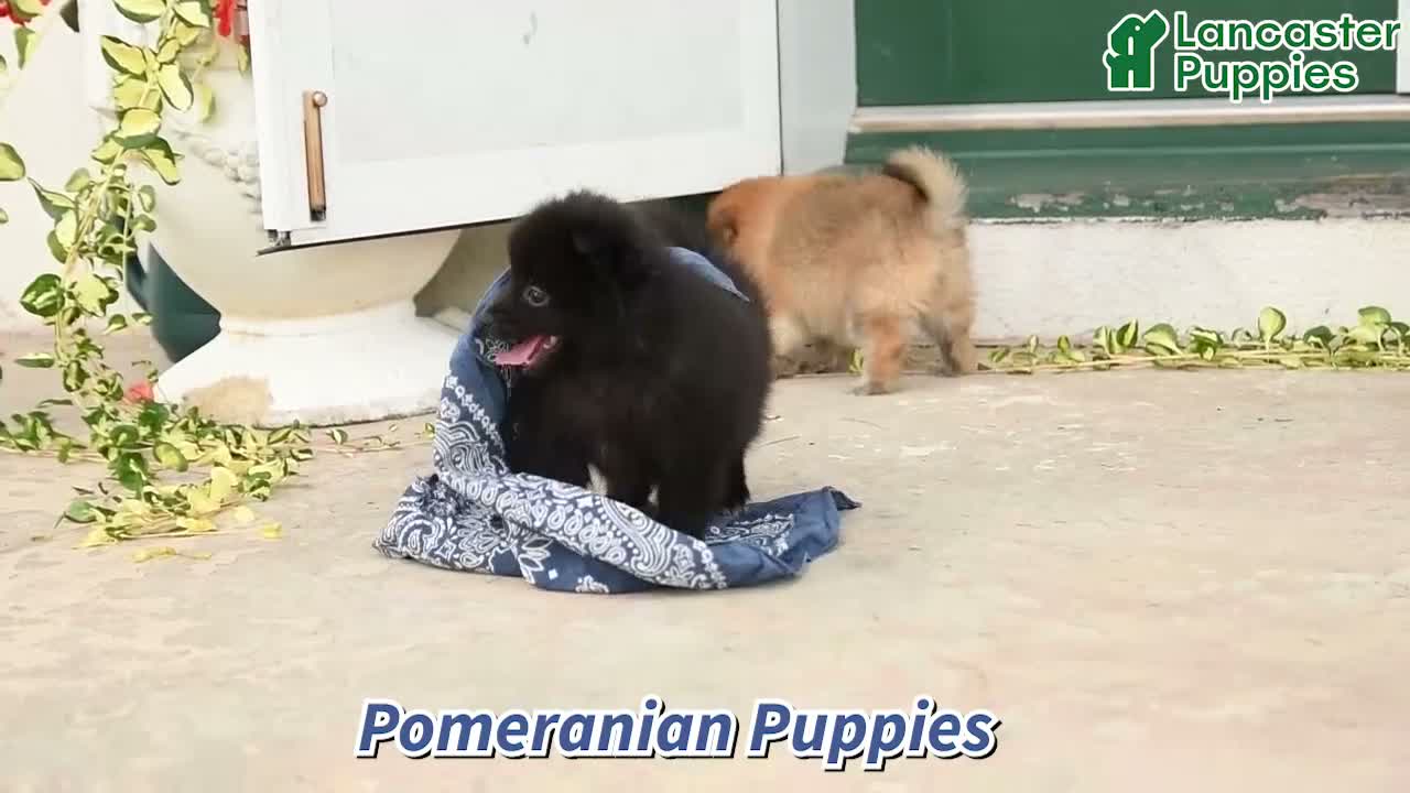 Pomeranian dogs for sale: Midnight - Video 1
