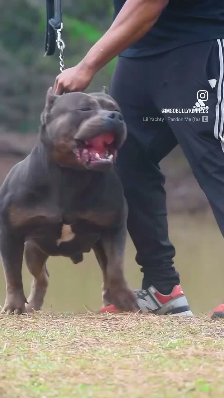 American Bully dogs for sale: American Bully 2 - Video 2